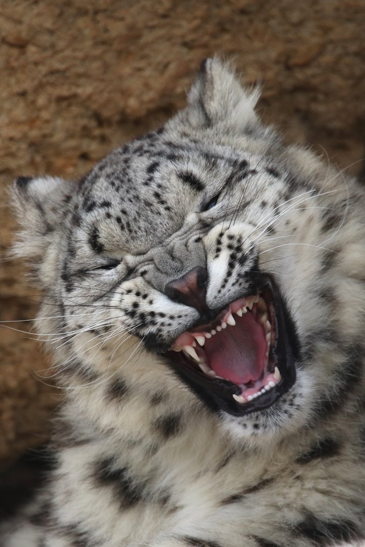 Snow leopard
