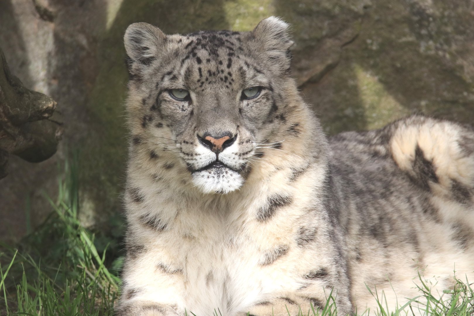 Snow leopard