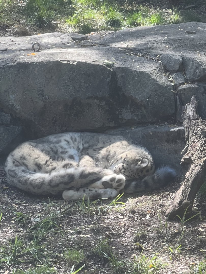 Snow Leopard