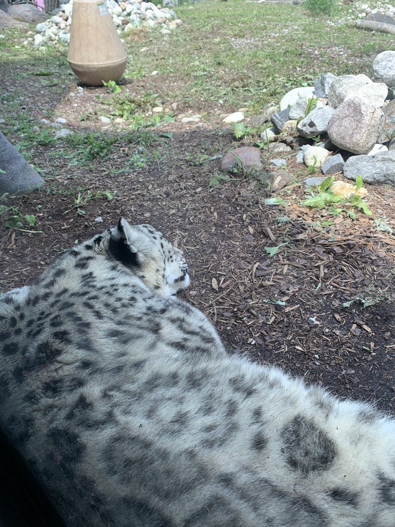 Snow Leopard