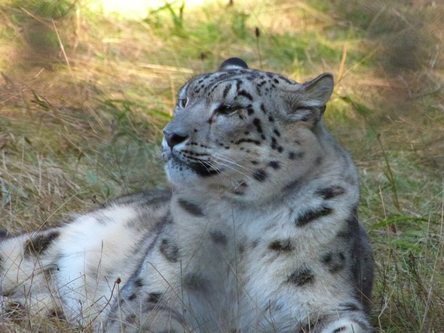 Snow Leopard