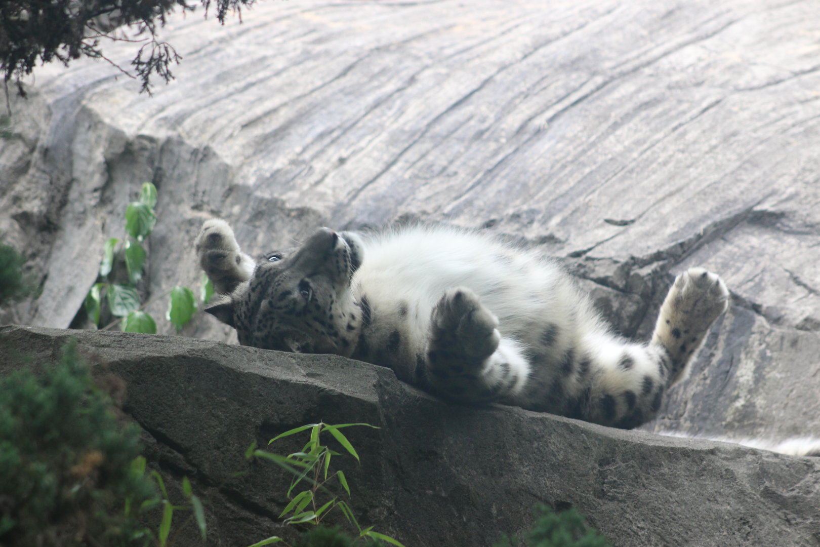 Snow Leopard