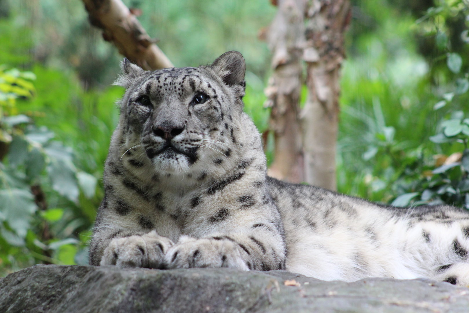 Snow Leopard