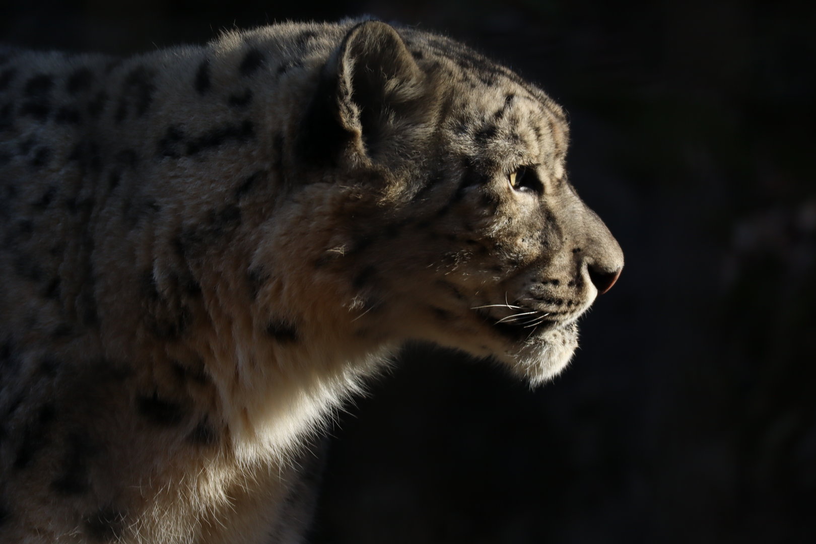 Snow Leopard