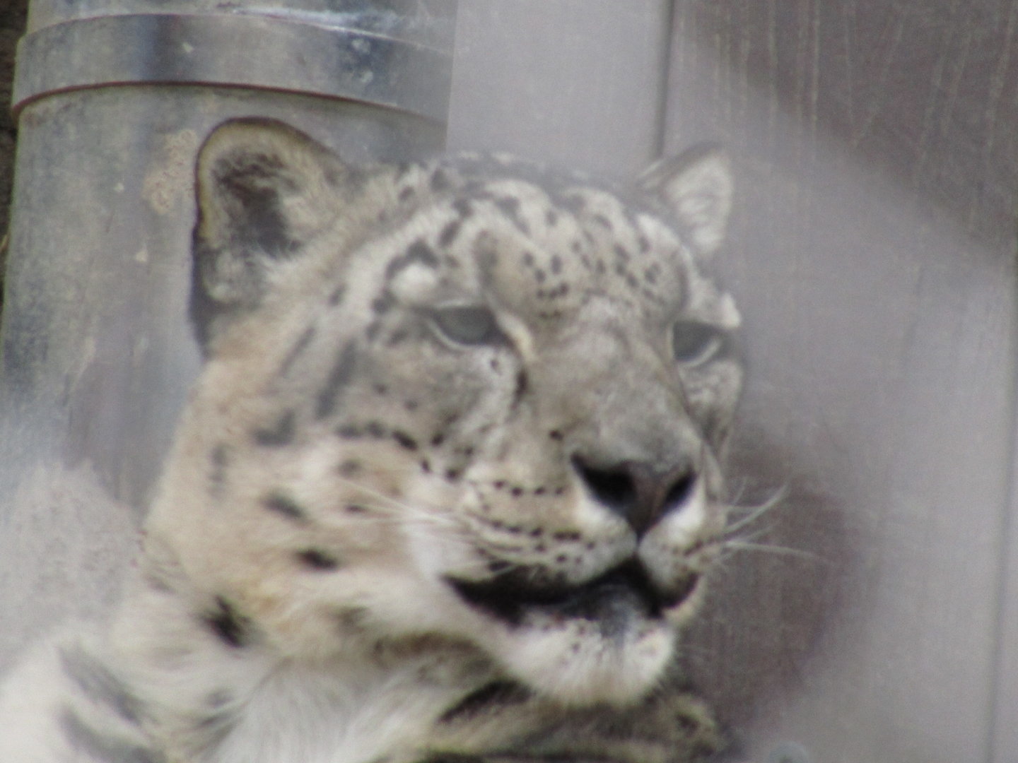 Snow Leopard