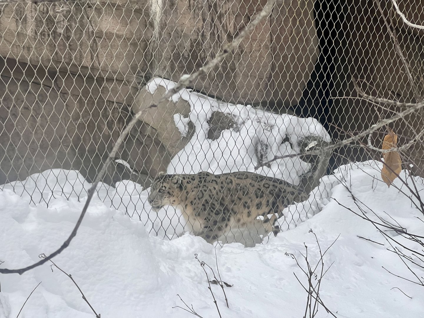 Snow Leopard