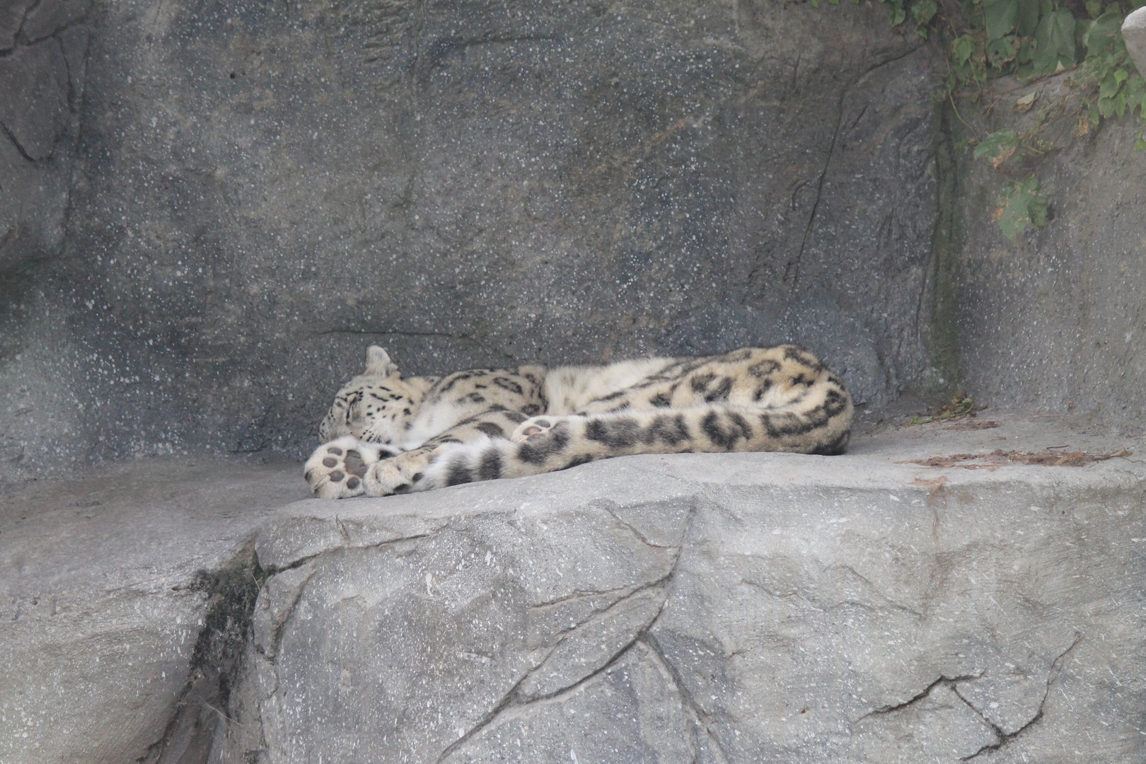 Snow Leopard