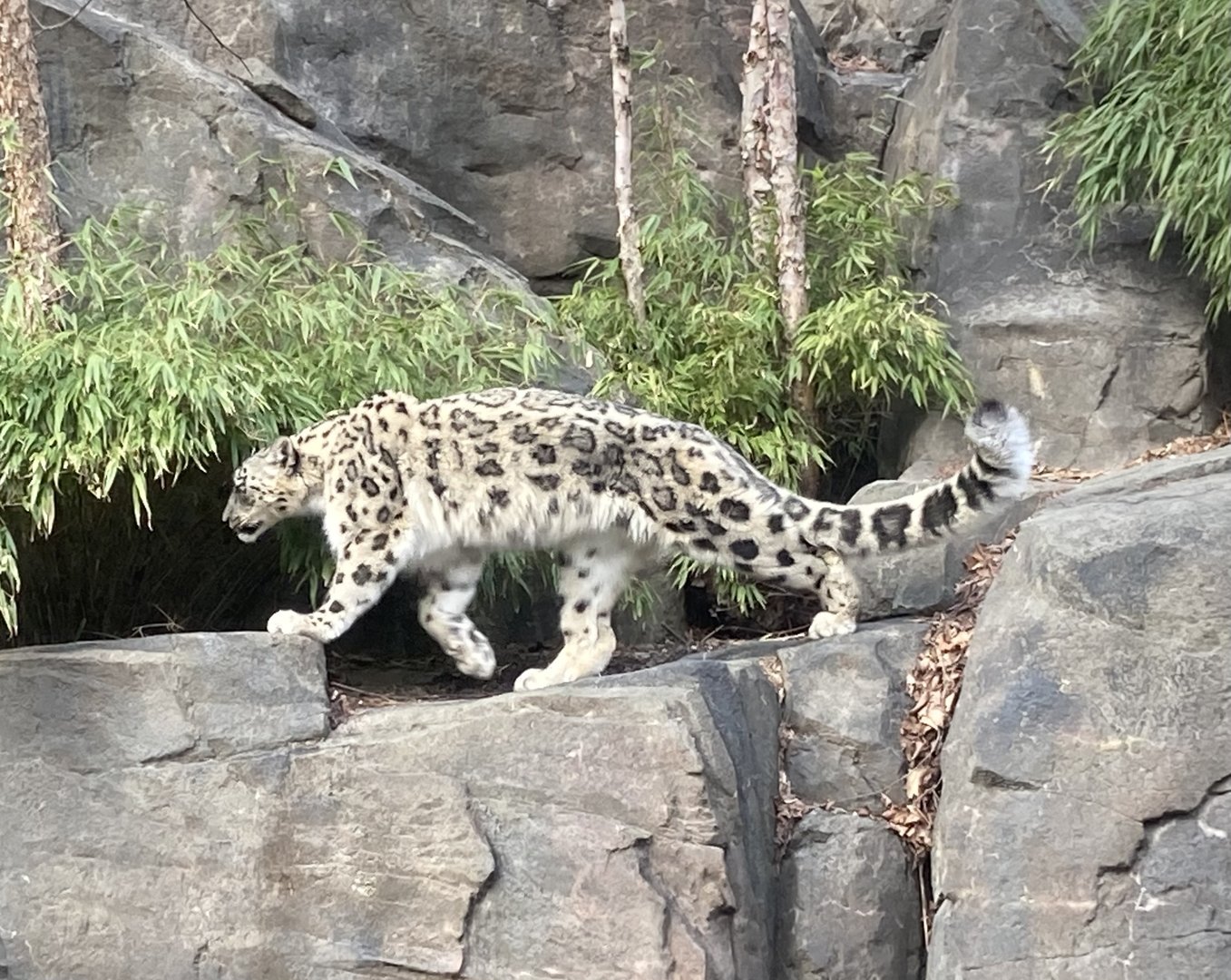 Snow Leopard