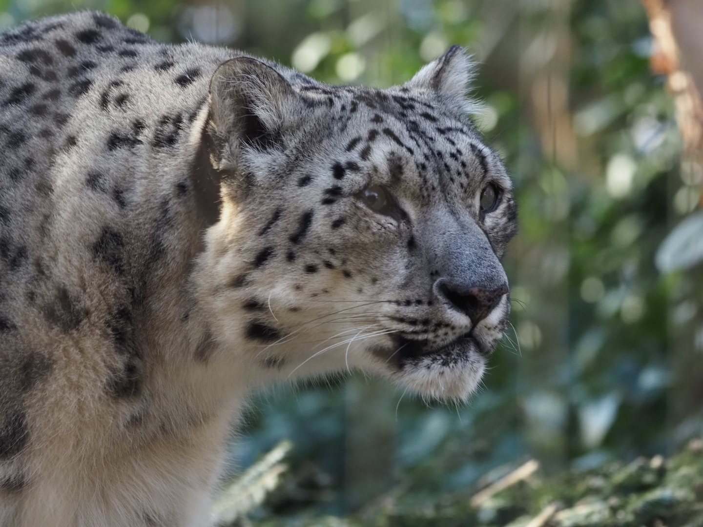 Snow Leopard