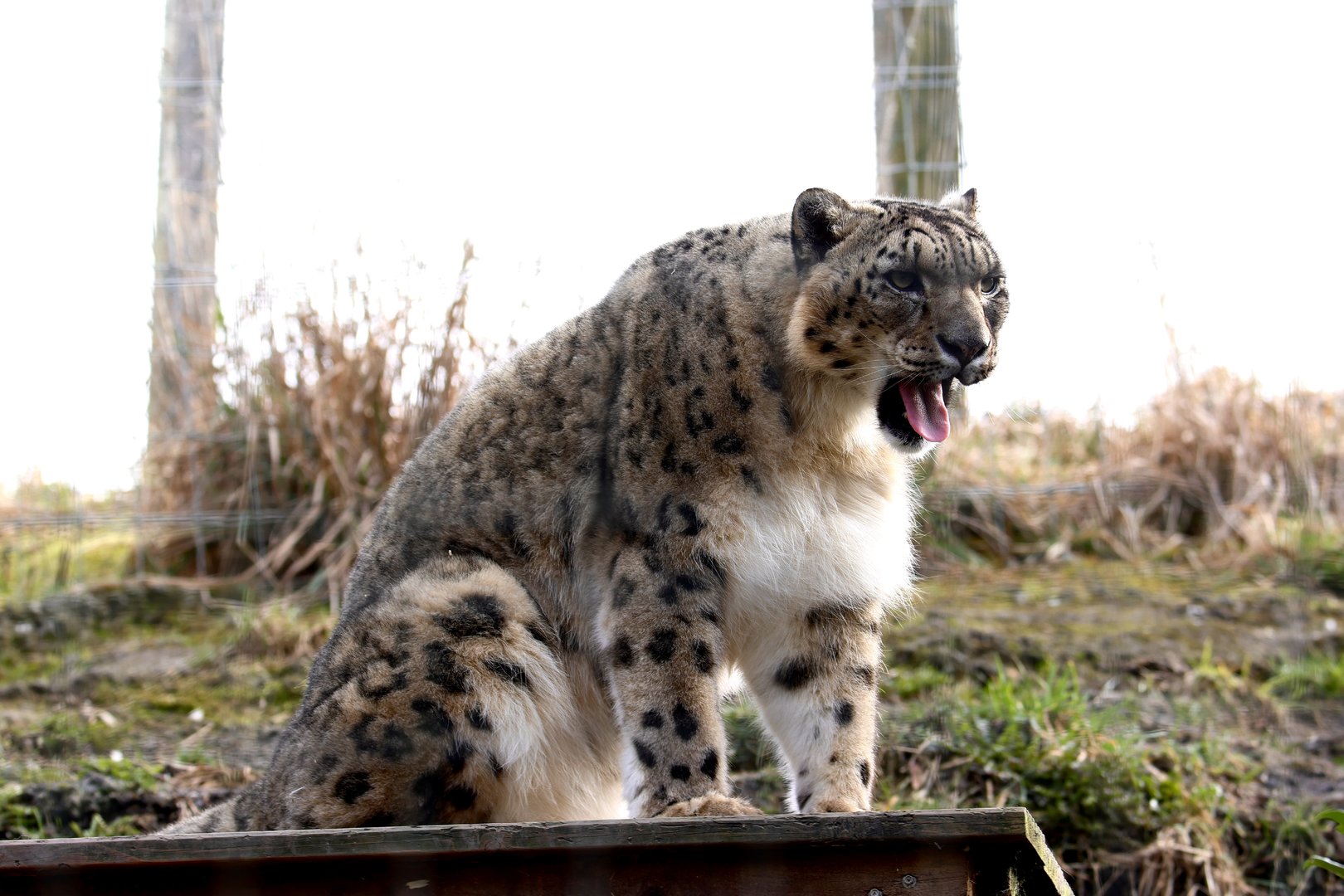 Snow Leopard