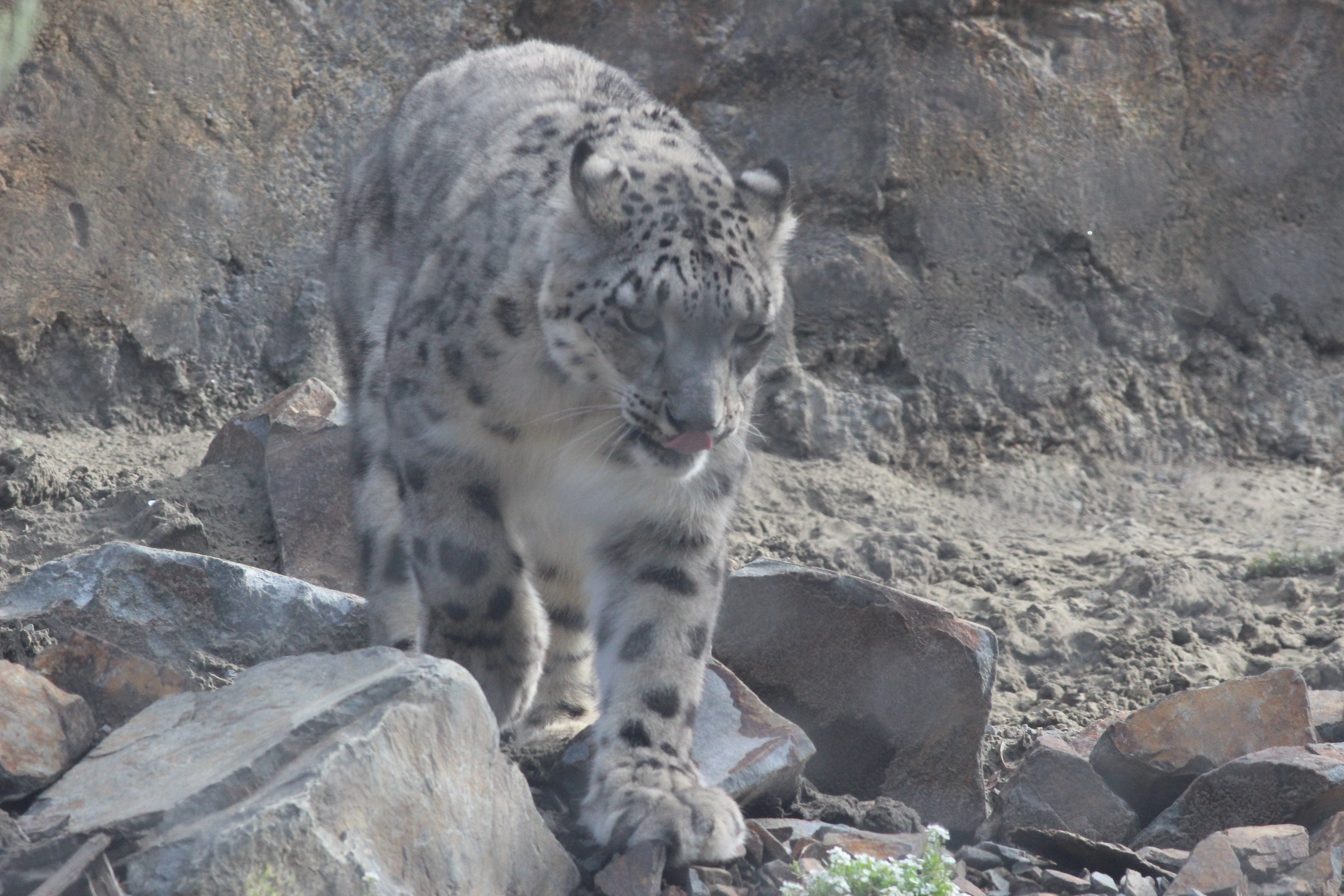 Snow Leopard