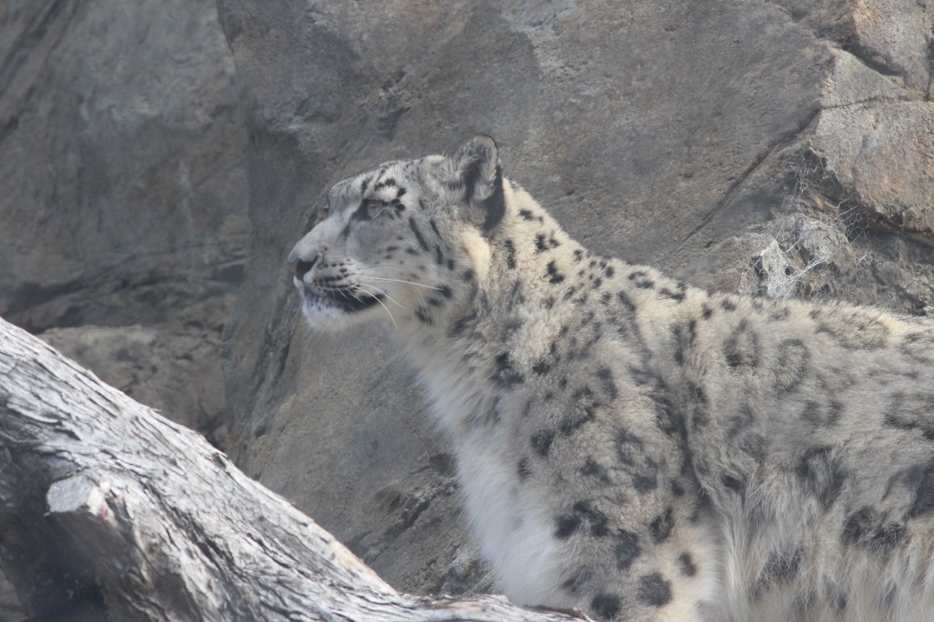 Snow Leopard