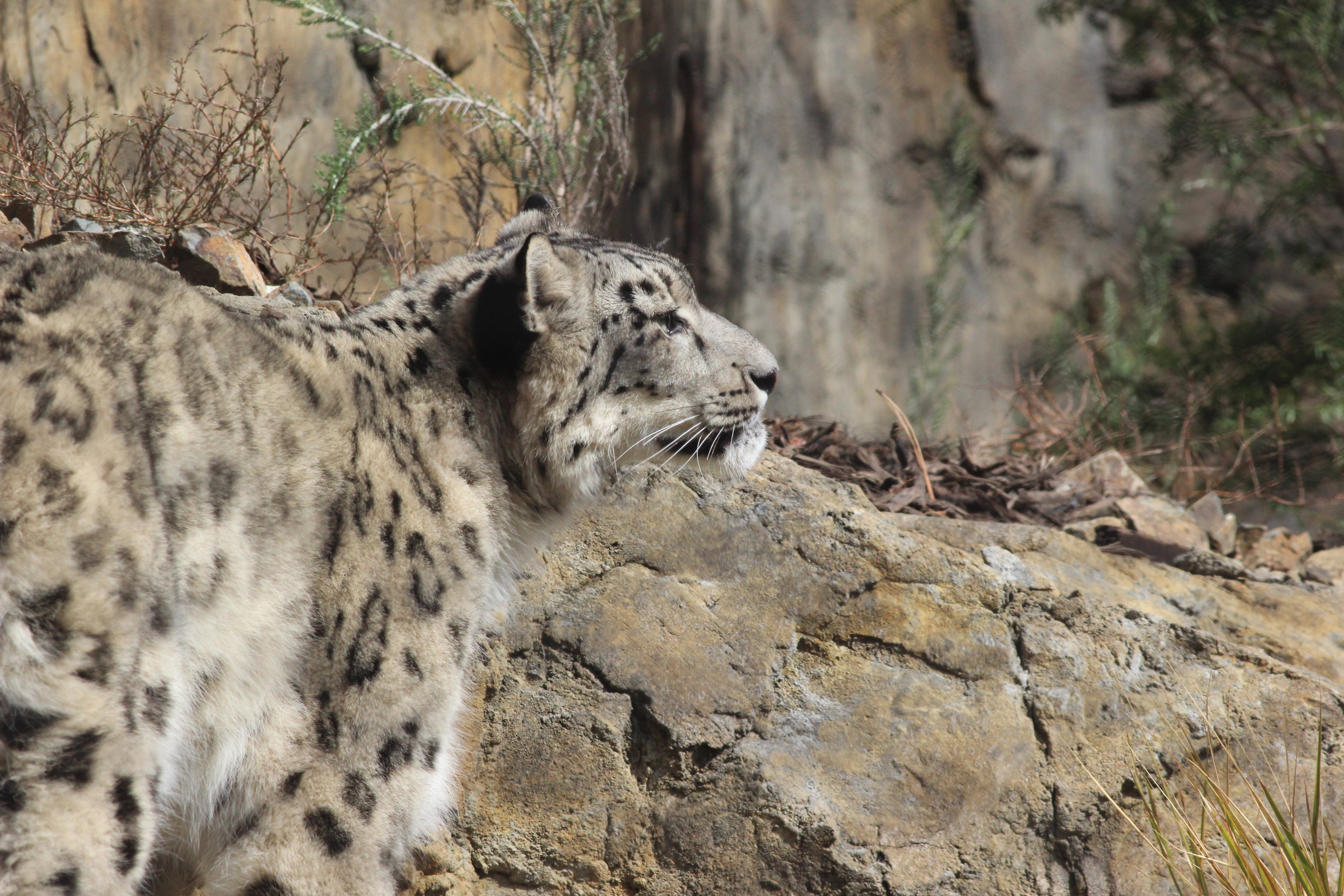 Snow Leopard