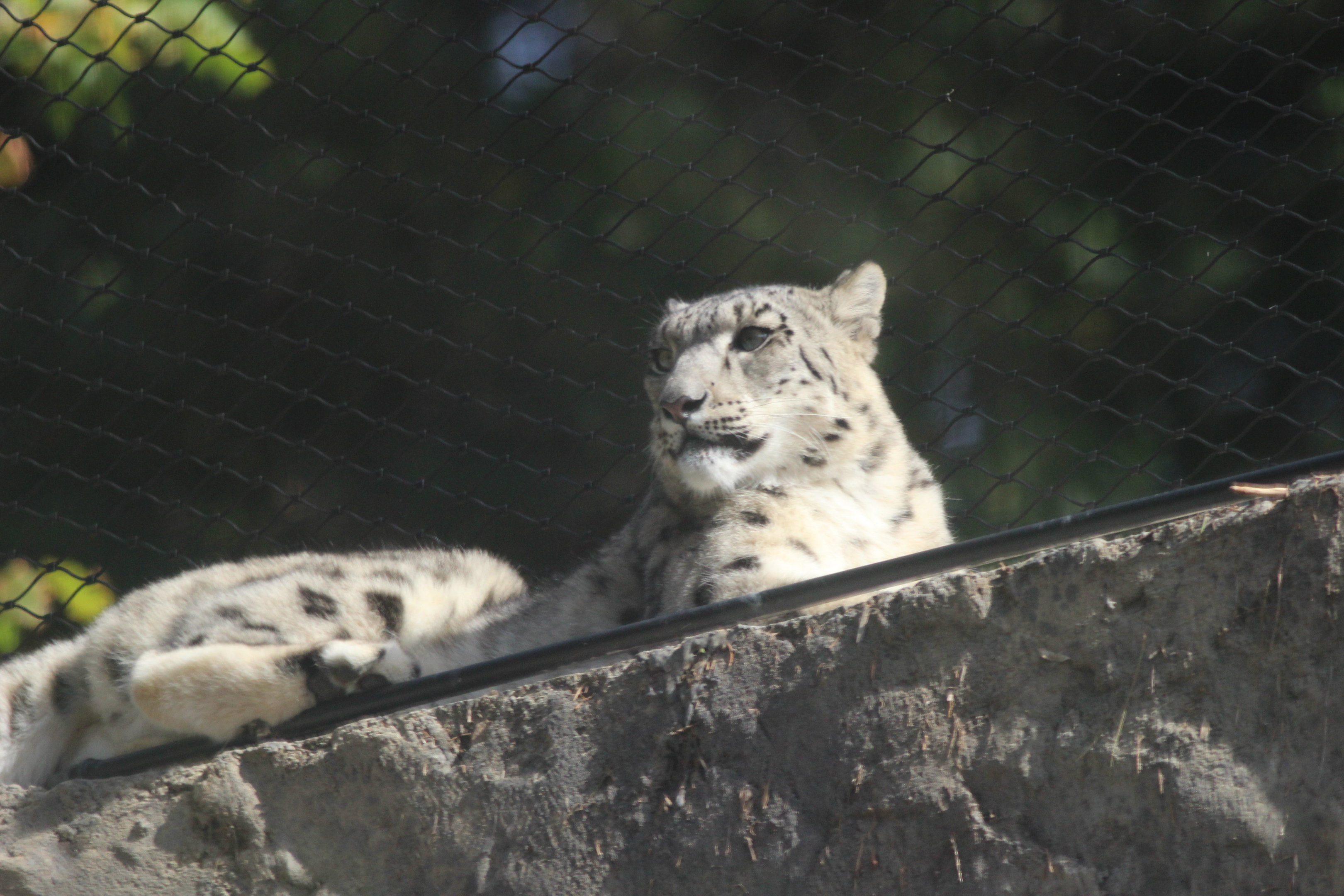 Snow Leopard