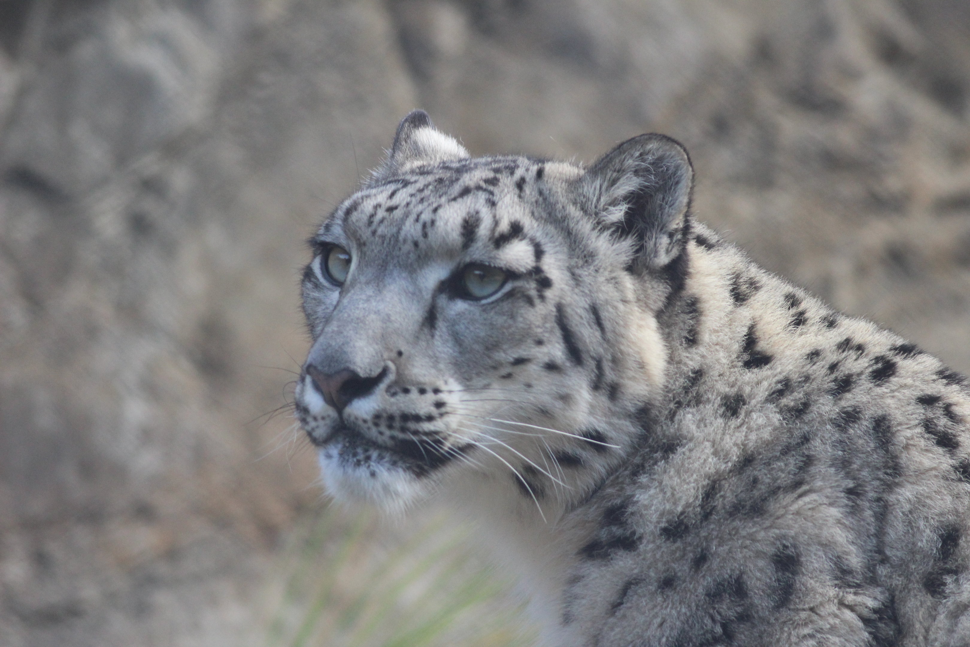 Snow Leopard