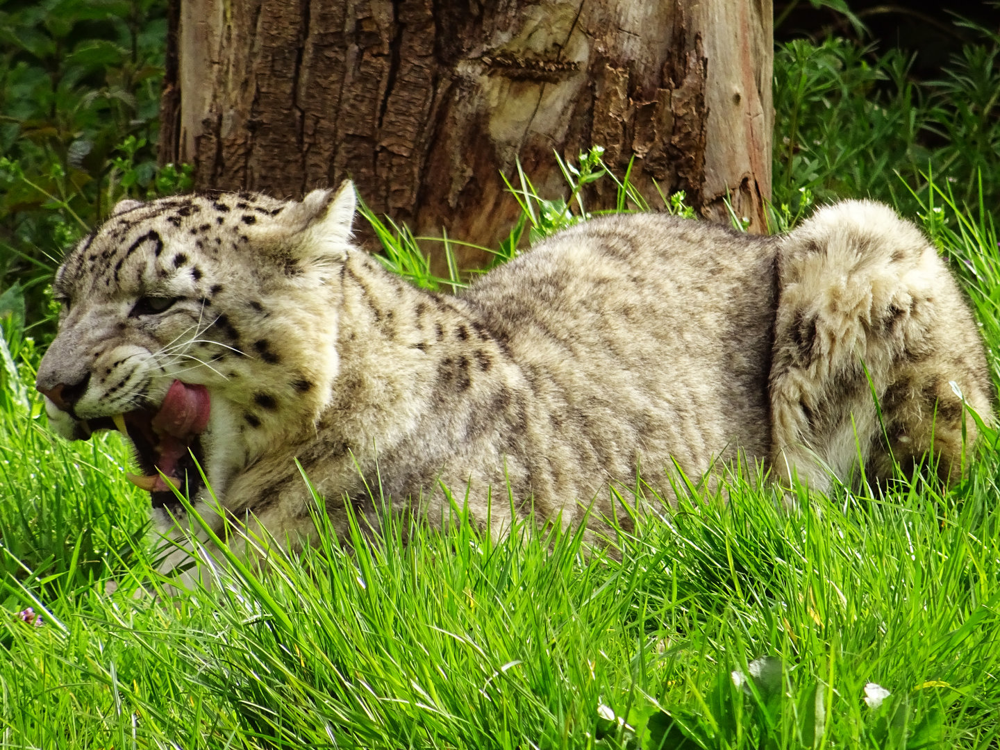 Snow Leopard