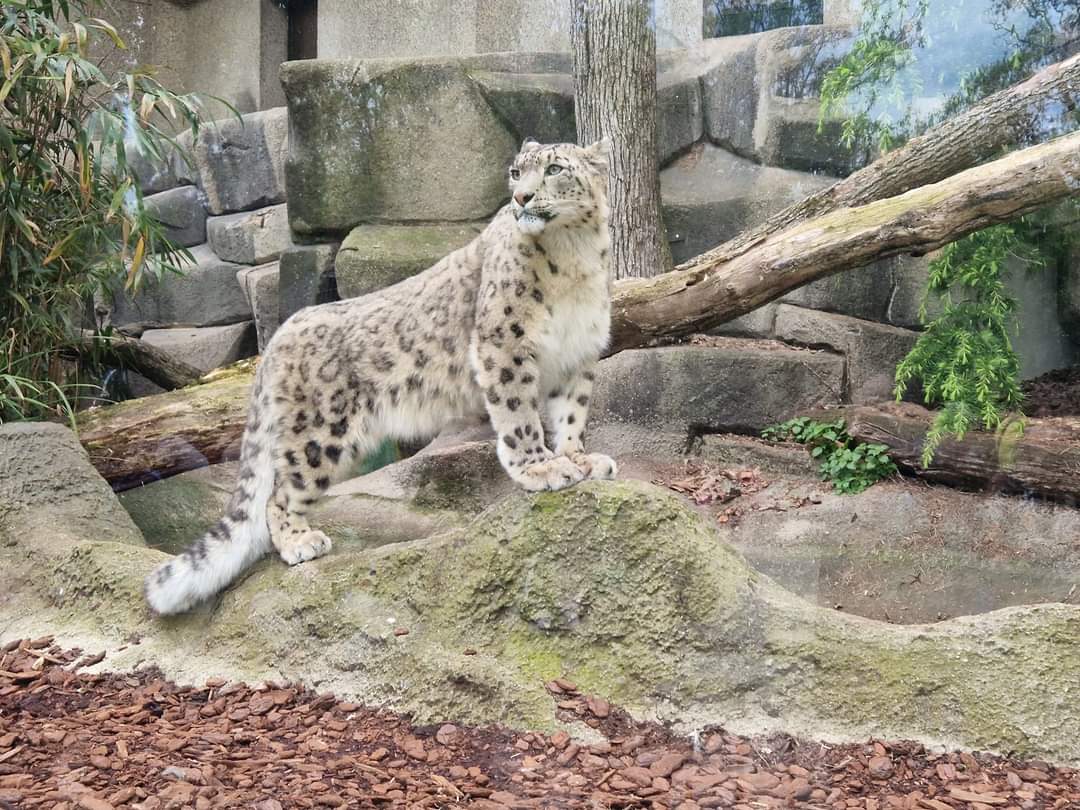 Snow Leopard