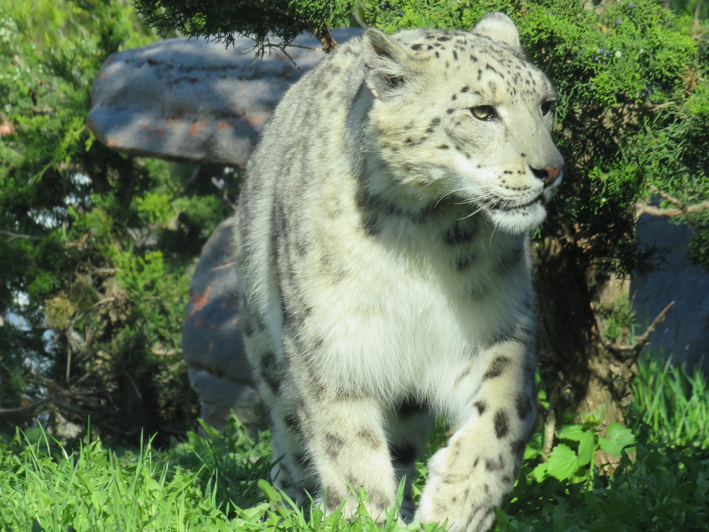 Snow leopard