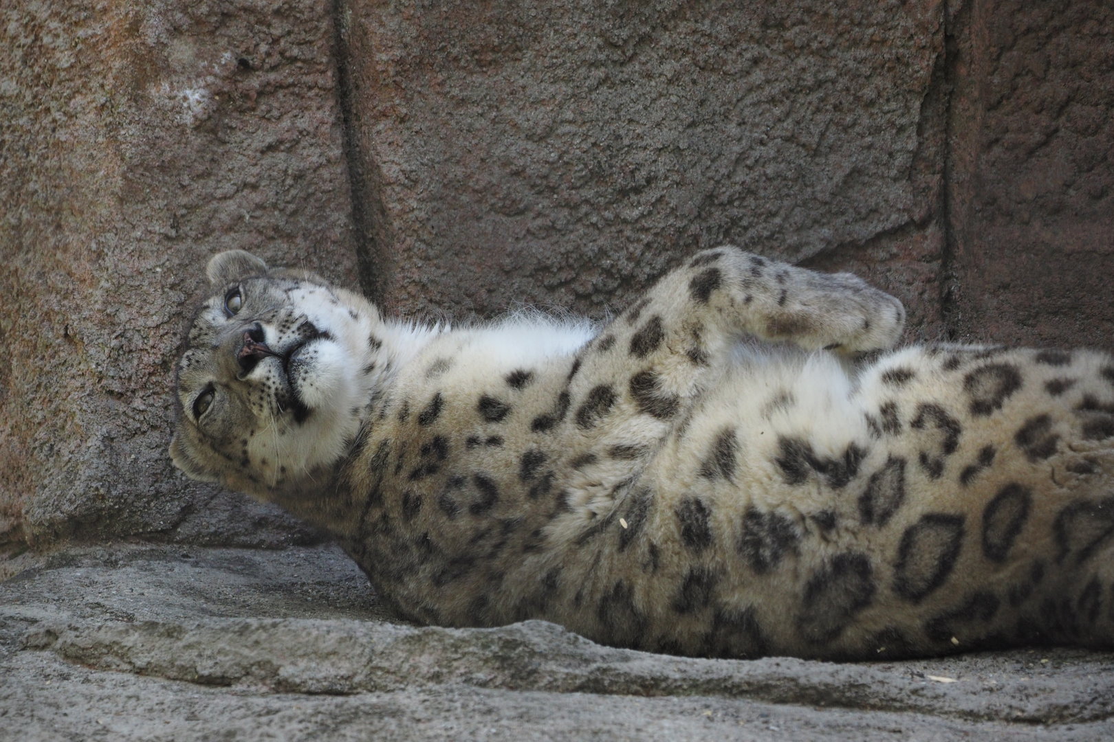 Snow Leopard