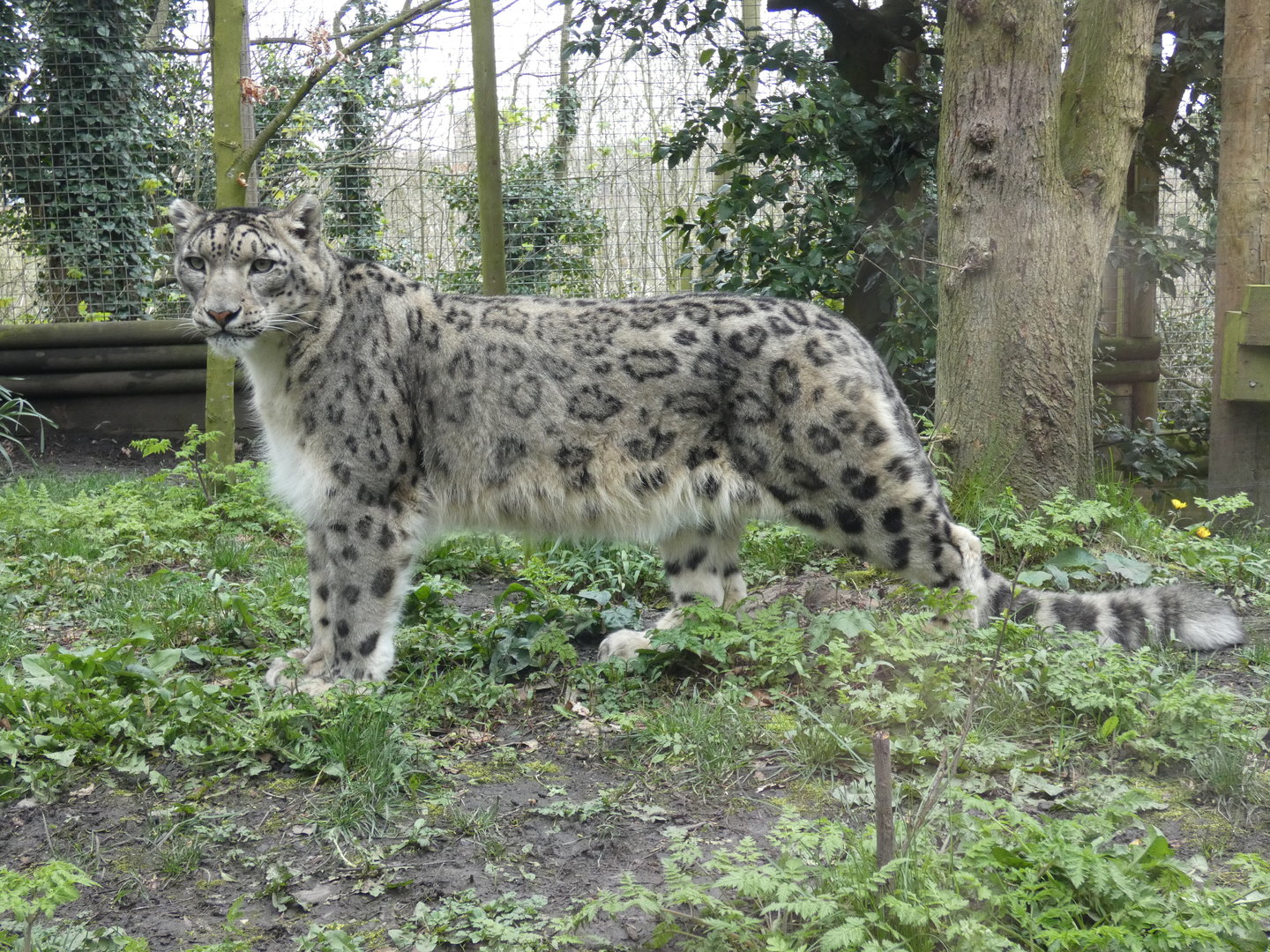 Snow leopard
