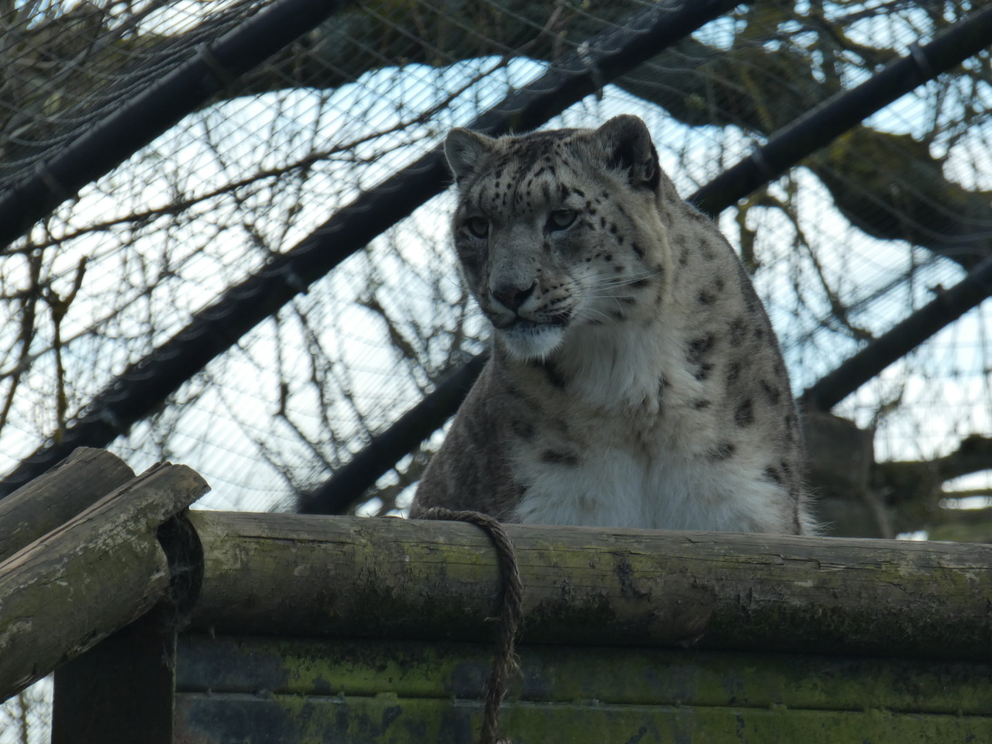 Snow leopard