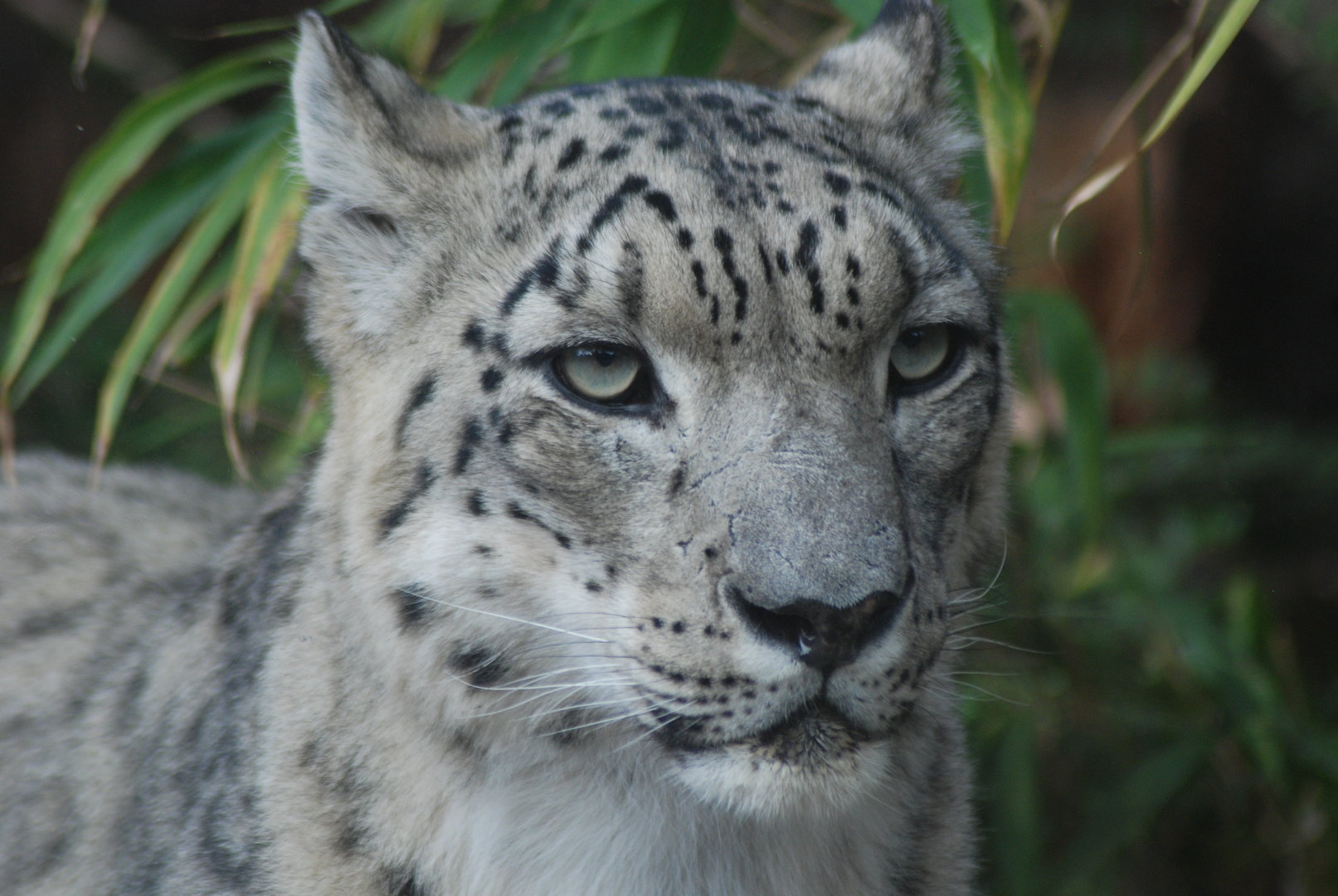 Snow leopard