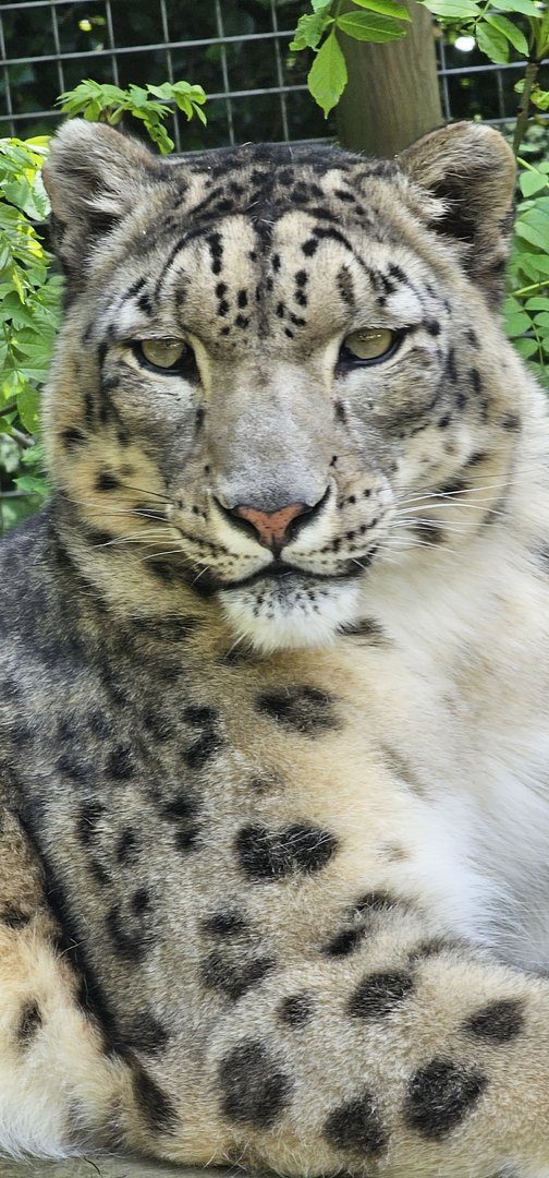 Snow leopard