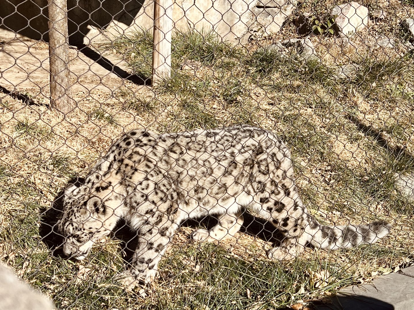 Snow Leopard