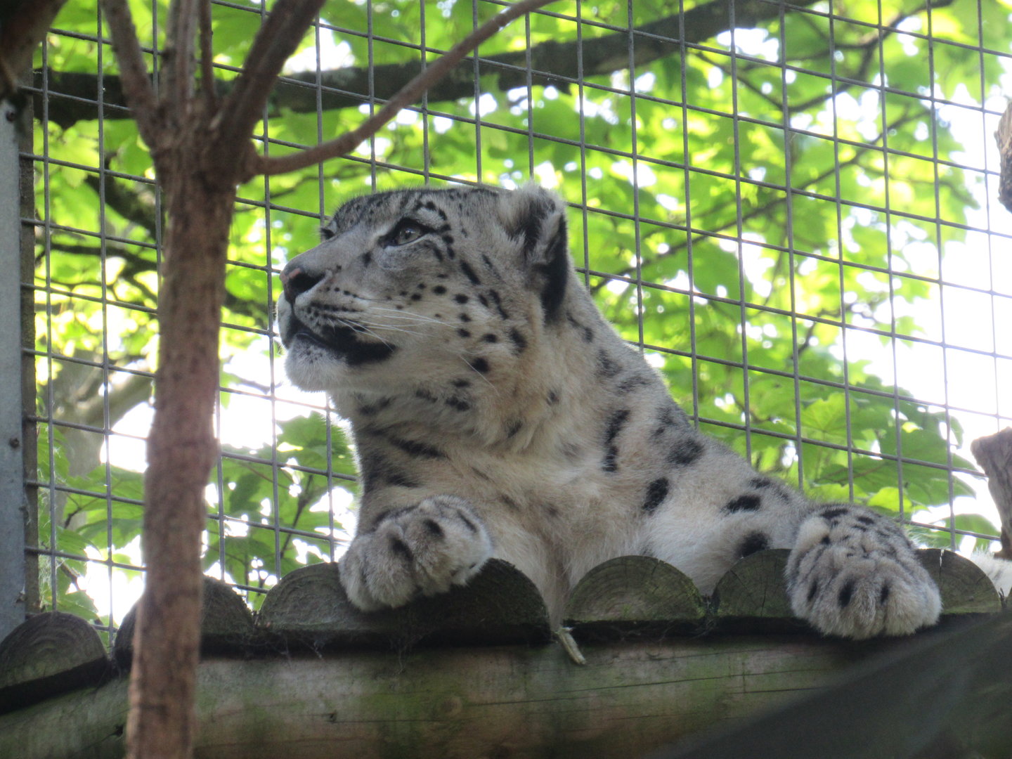 Snow Leopard