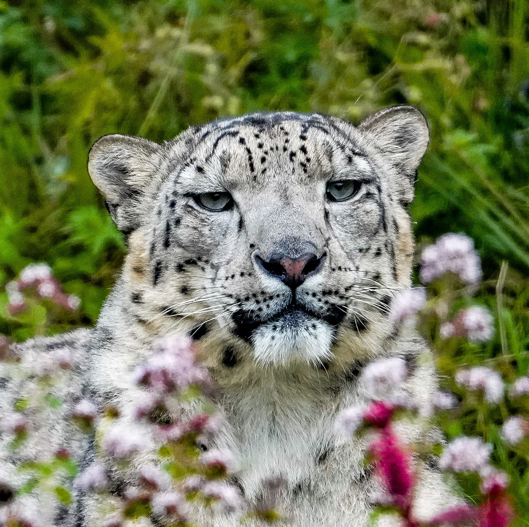 Snow leopard