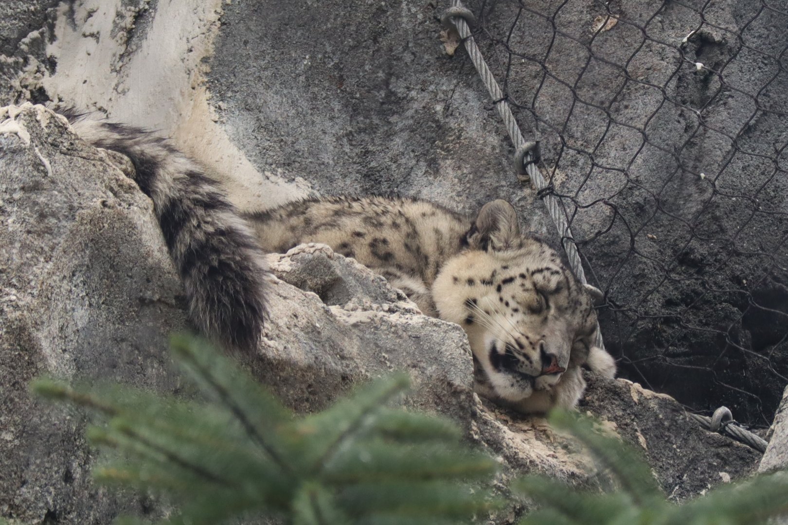 Snow Leopard