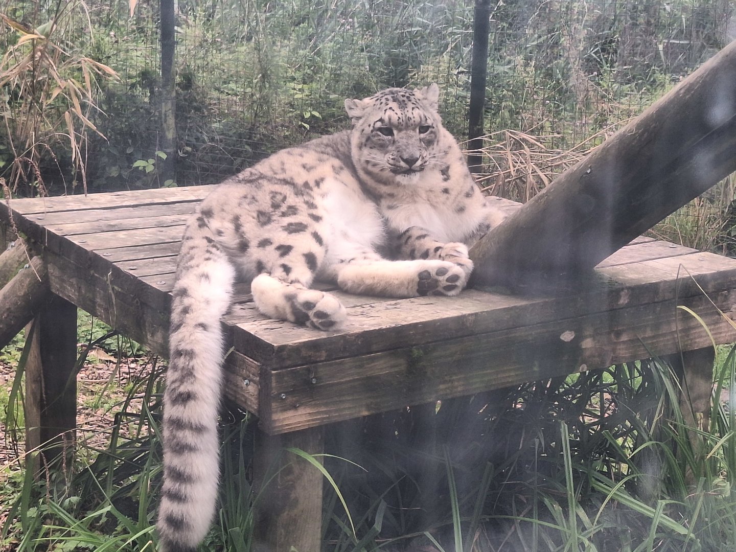 Snow Leopard