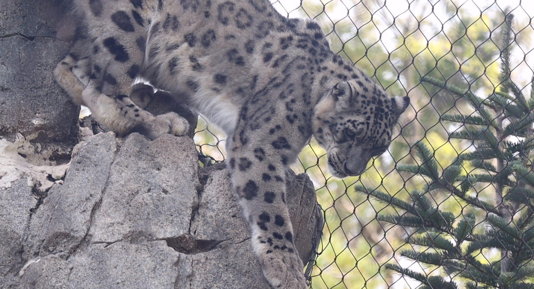 Snow Leopard