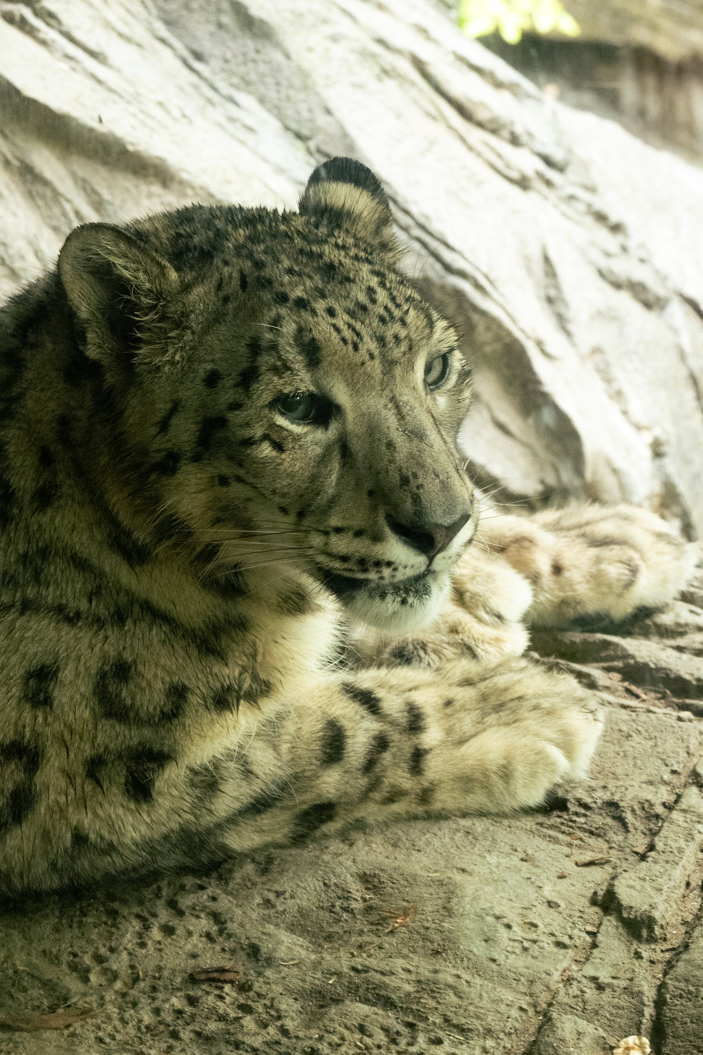 Snow Leopard