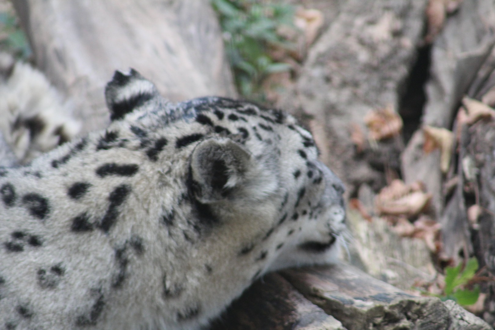 Snow leopard