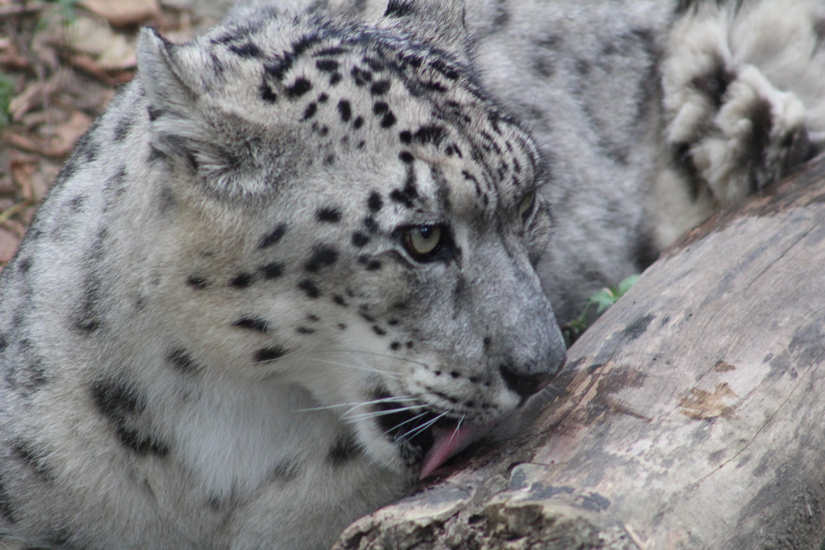 Snow leopard