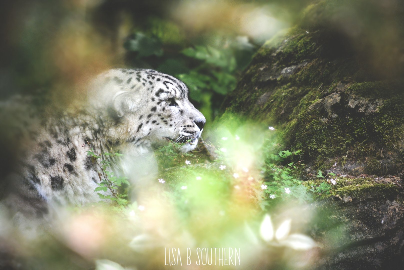 Snow Leopard