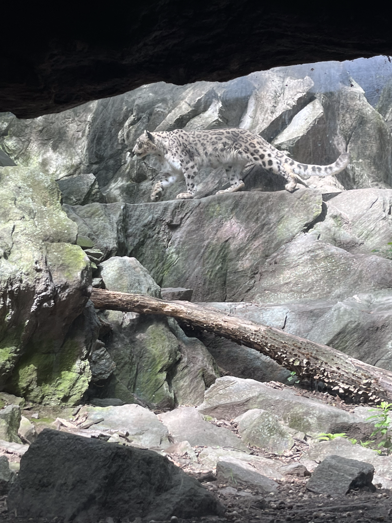 Snow leopard