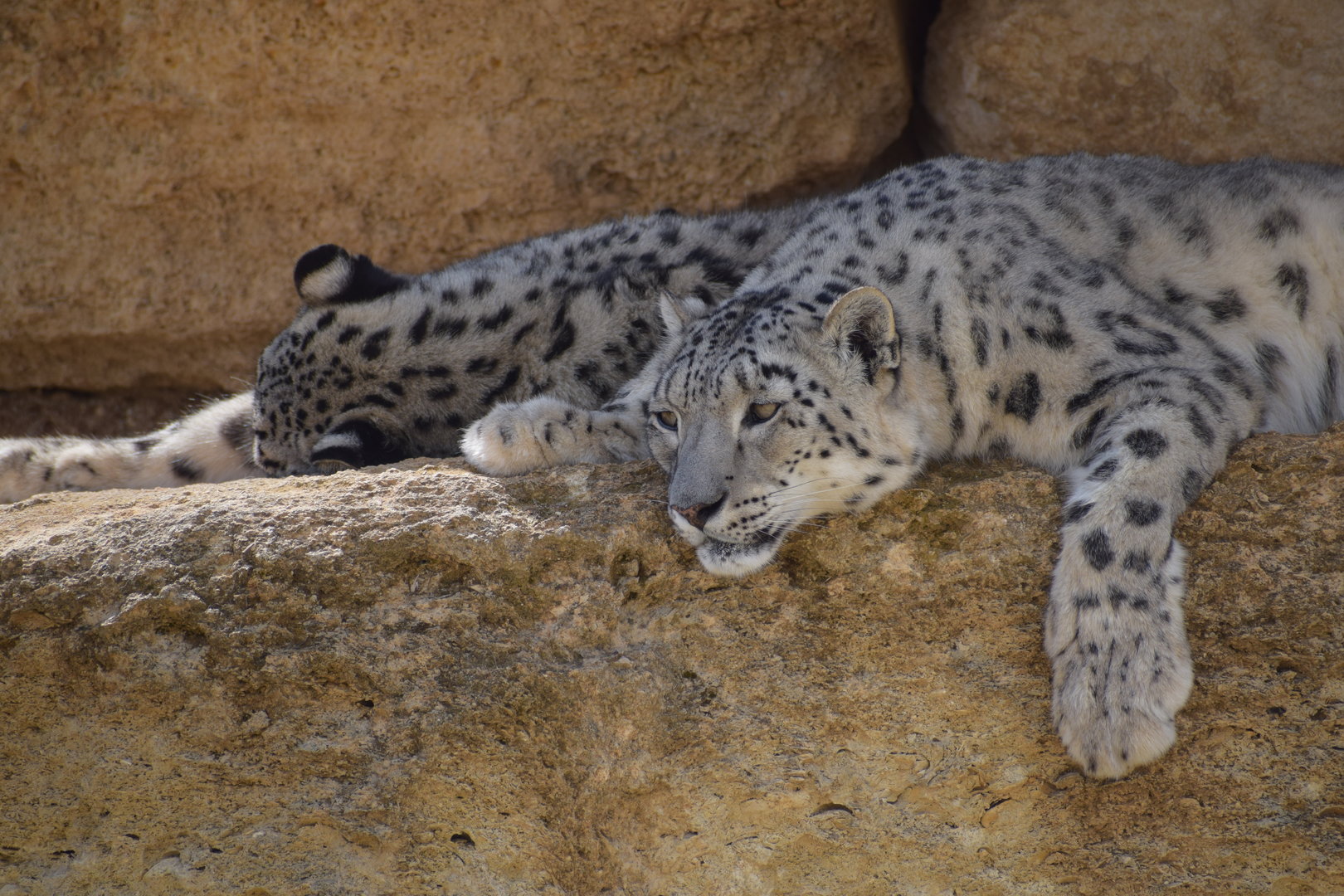 Snow leopard