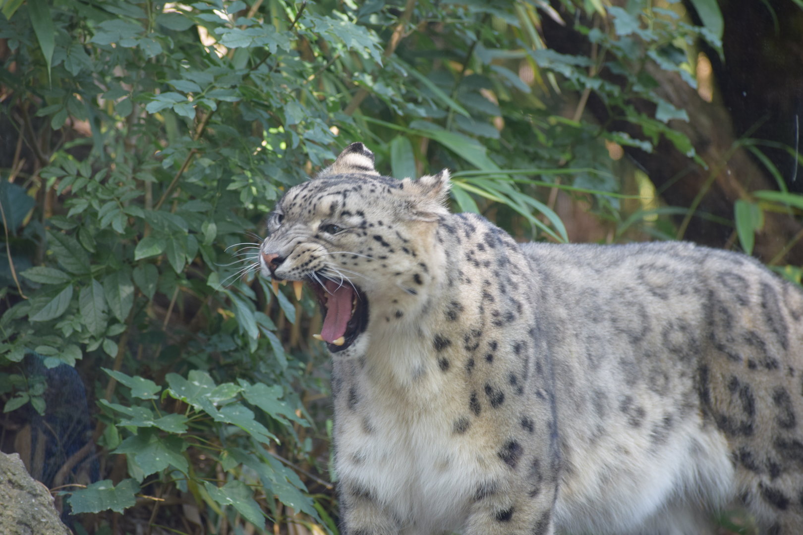 Snow leopard