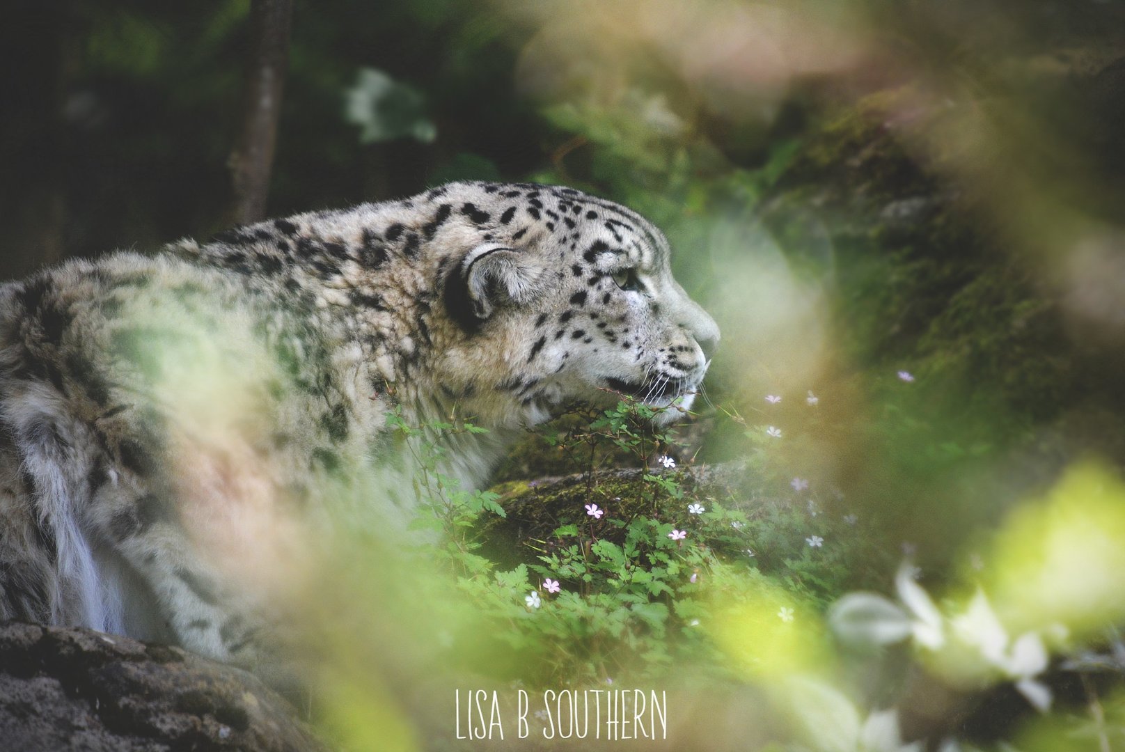 Snow Leopard