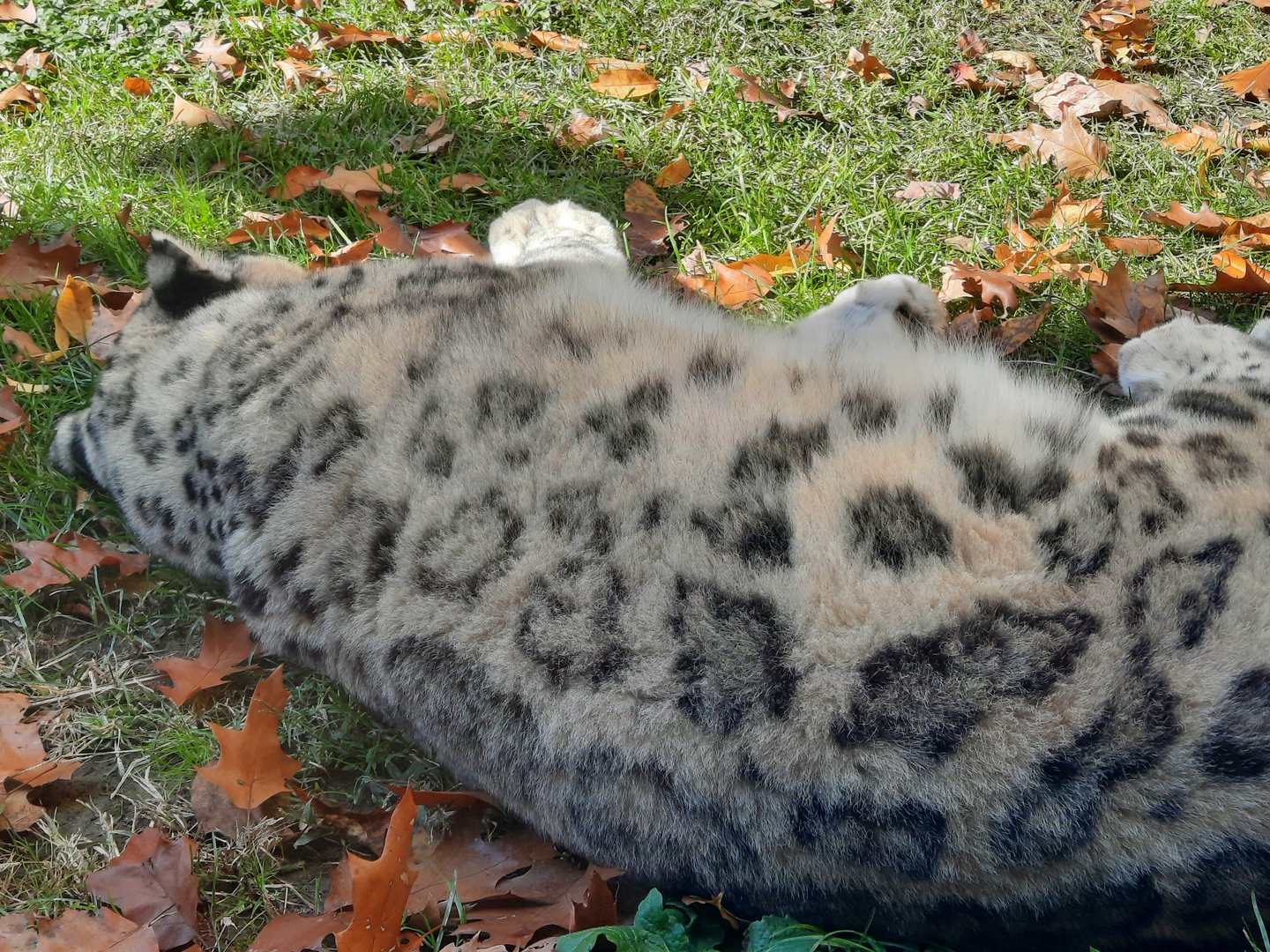 Snow Leopard