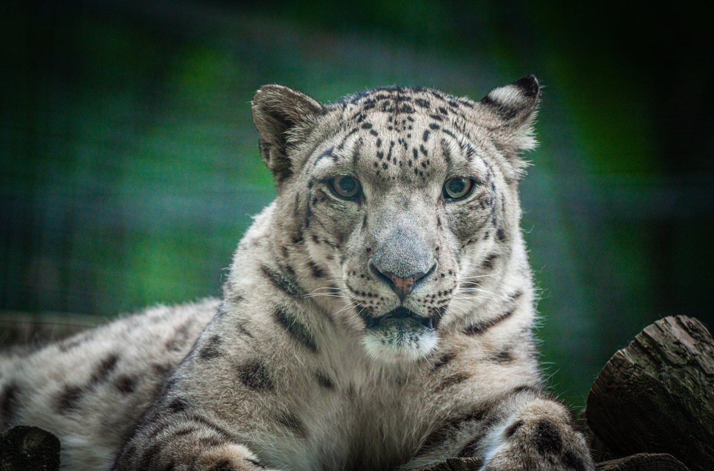 Snow Leopard