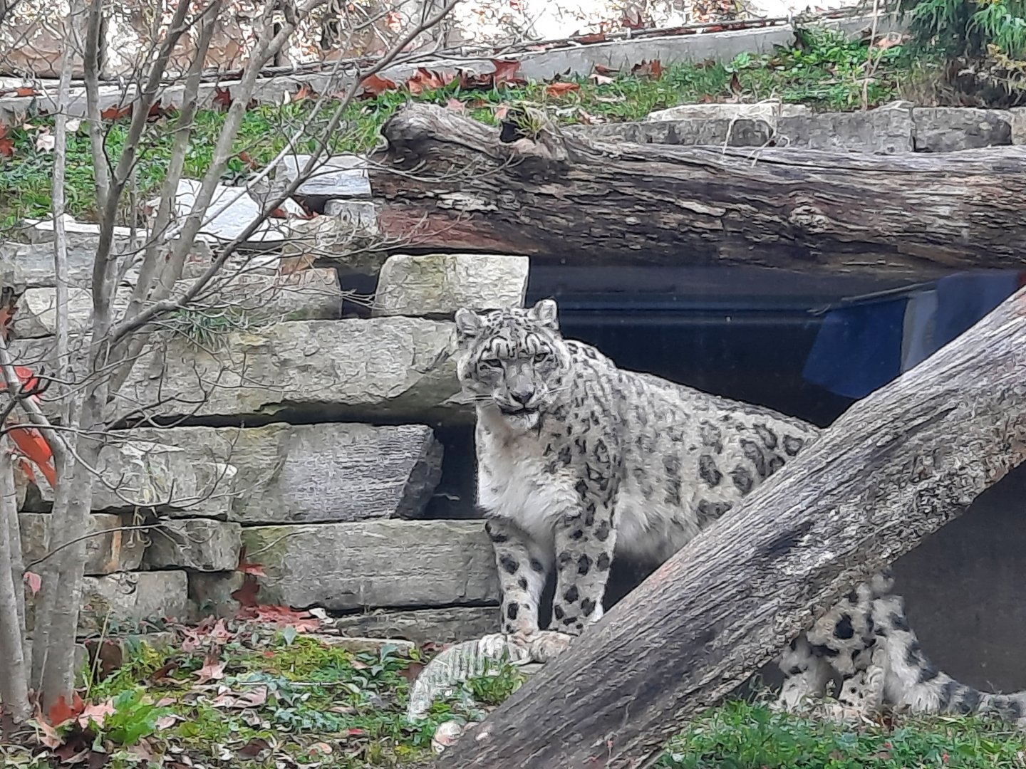 Snow Leopard