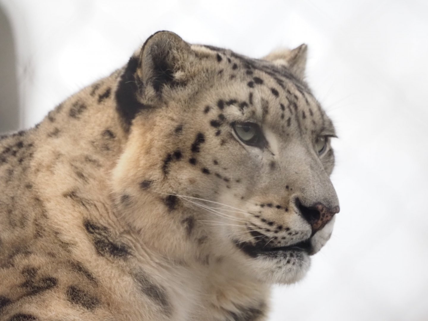 Snow Leopard