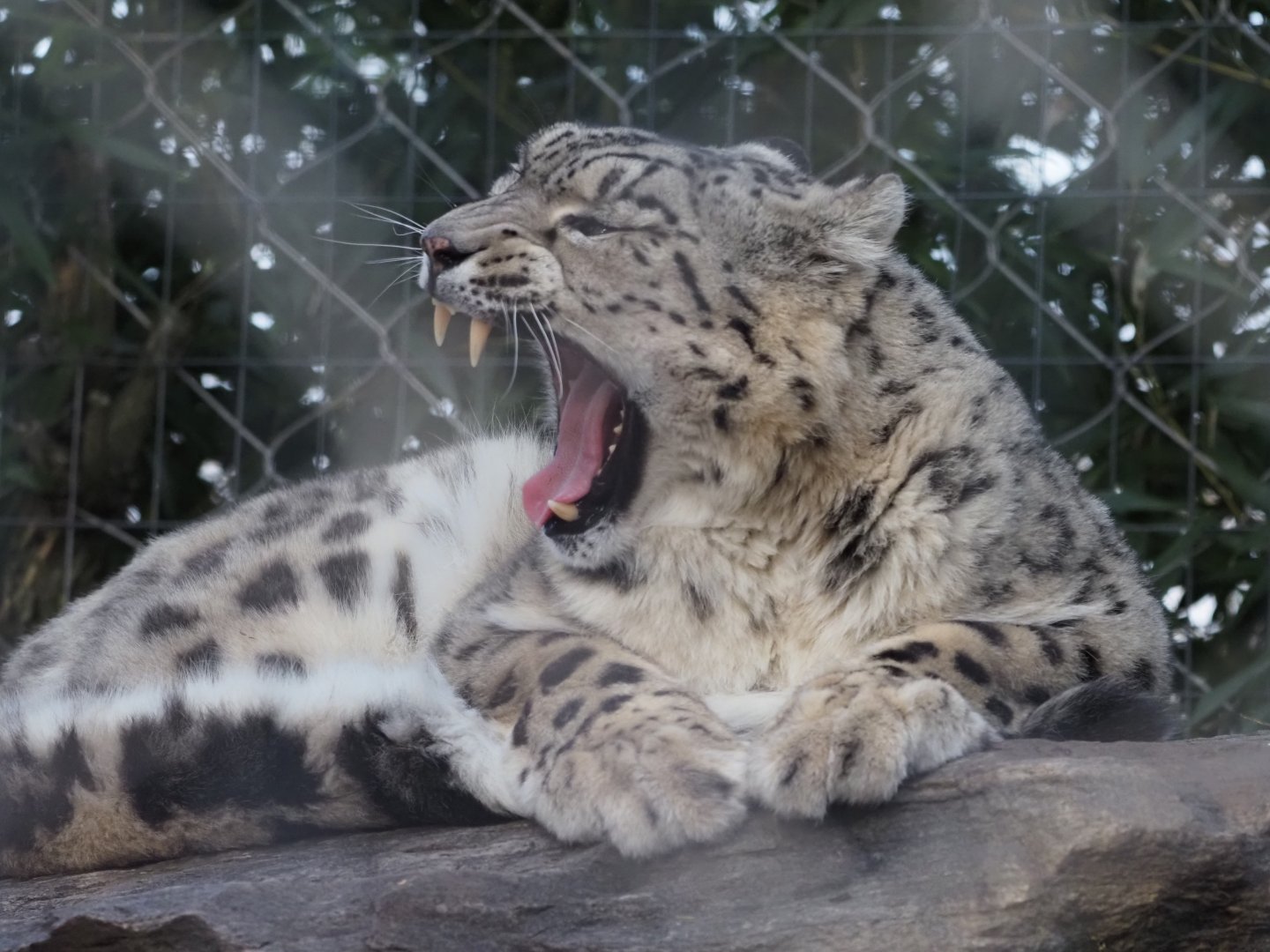 Snow Leopard