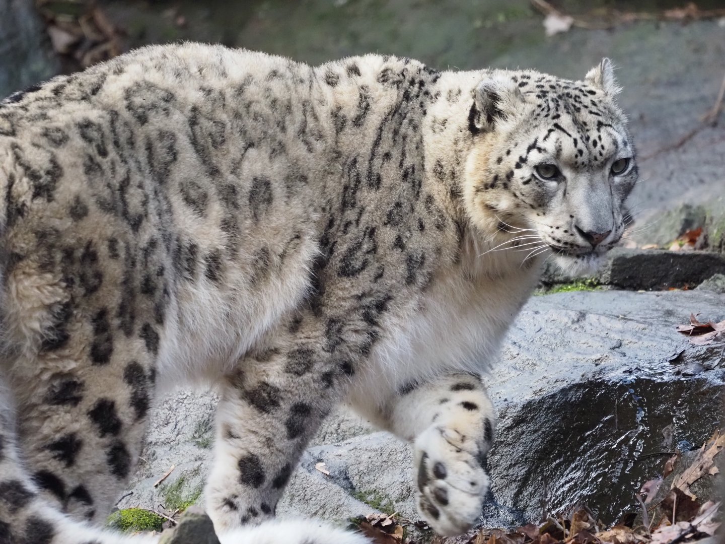 Snow Leopard