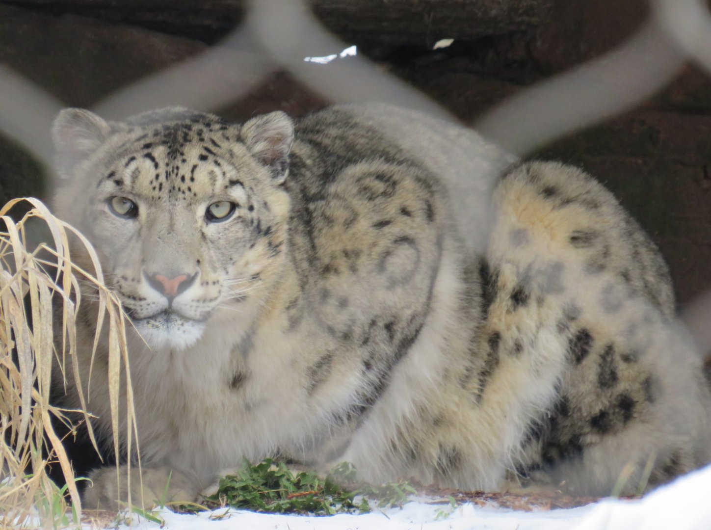 Snow leopard