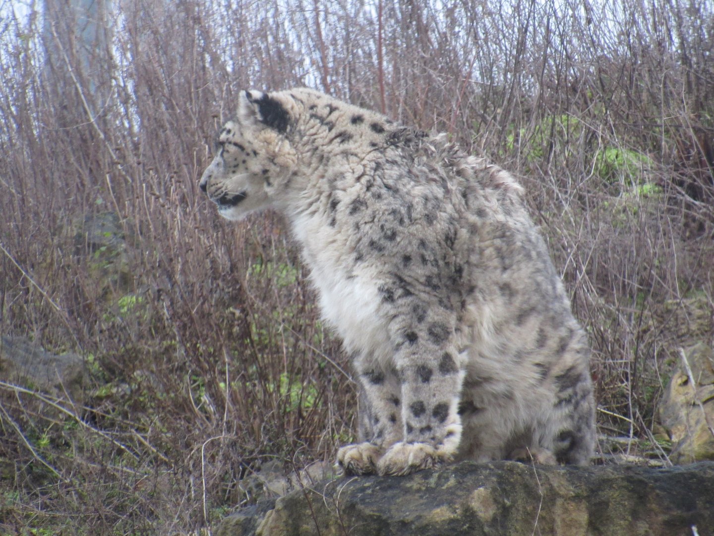 Snow leopard
