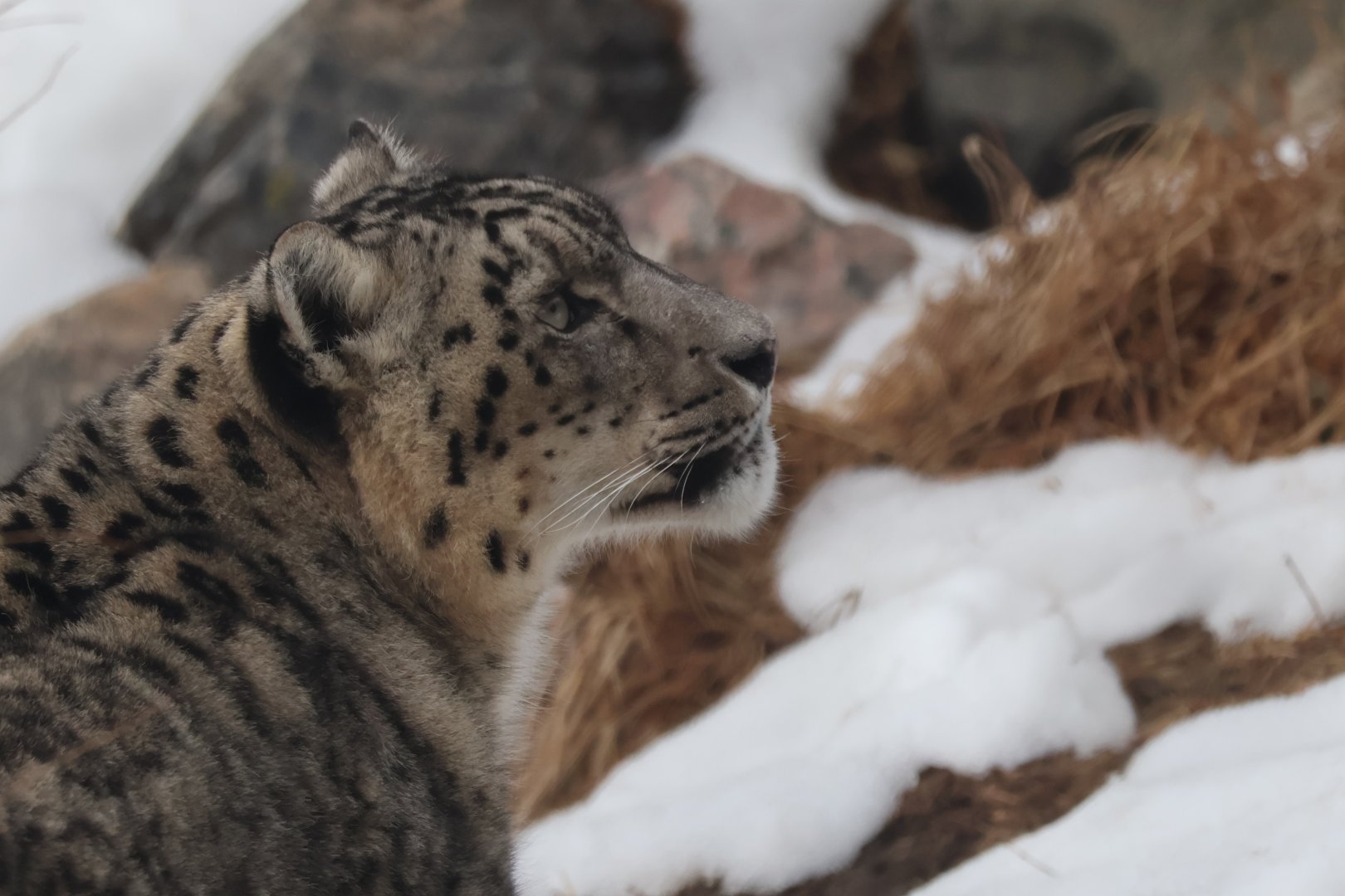 Snow Leopard